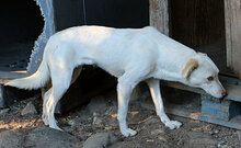FIONA, Hund, Mischlingshund in Italien - Bild 5