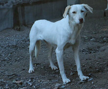 FIONA, Hund, Mischlingshund in Italien - Bild 6