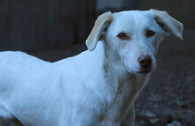 FIONA, Hund, Mischlingshund in Italien - Bild 7