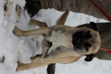 KESARO, Hund, Mops-Pinscher-Mix in Rumänien - Bild 1
