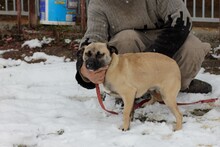 KESARO, Hund, Mops-Pinscher-Mix in Rumänien - Bild 2