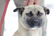 KESARO, Hund, Mops-Pinscher-Mix in Rumänien - Bild 3