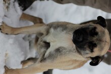 KESARO, Hund, Mops-Pinscher-Mix in Rumänien - Bild 4