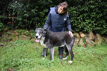 DANNY, Hund, Labrador-Mix in Italien - Bild 19