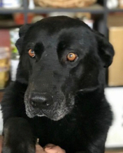 BIAGIO, Hund, Labrador-Mix in Italien - Bild 1
