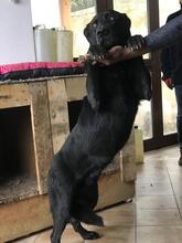 BIAGIO, Hund, Labrador-Mix in Italien - Bild 2