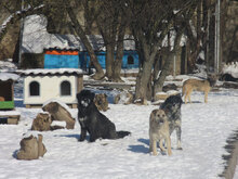 LOLA, Hund, Mischlingshund in Bad Krozingen - Bild 10