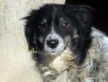 LOLA, Hund, Mischlingshund in Bad Krozingen - Bild 4