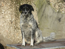 LOLA, Hund, Mischlingshund in Bad Krozingen - Bild 5