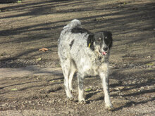 LOLA, Hund, Mischlingshund in Bad Krozingen - Bild 7
