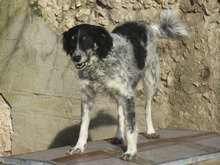 LOLA, Hund, Mischlingshund in Bad Krozingen - Bild 8