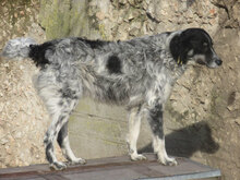 LOLA, Hund, Mischlingshund in Bad Krozingen - Bild 9