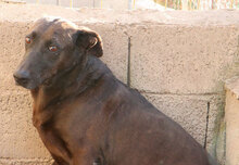 BELEN, Hund, Mischlingshund in Italien - Bild 3
