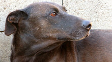 BELEN, Hund, Mischlingshund in Italien - Bild 5