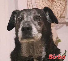 BIRBA, Hund, Mischlingshund in Chemnitz - Bild 1