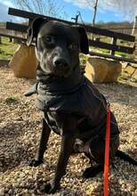 SASCHA, Hund, Mischlingshund in Erbach - Bild 10