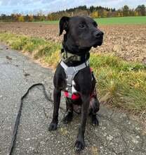 SASCHA, Hund, Mischlingshund in Erbach - Bild 18