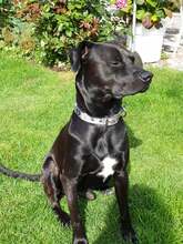 SASCHA, Hund, Mischlingshund in Erbach - Bild 27
