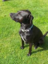 SASCHA, Hund, Mischlingshund in Erbach - Bild 29