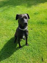 SASCHA, Hund, Mischlingshund in Erbach - Bild 40