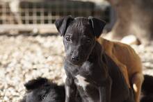 SASCHA, Hund, Mischlingshund in Erbach - Bild 47