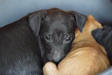 SASCHA, Hund, Mischlingshund in Erbach - Bild 50