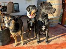 SASCHA, Hund, Mischlingshund in Erbach - Bild 7