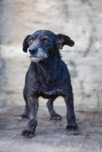 RENA2, Hund, Mischlingshund in Kroatien - Bild 10
