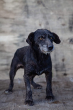 RENA2, Hund, Mischlingshund in Kroatien - Bild 8