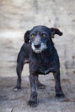 RENA2, Hund, Mischlingshund in Kroatien - Bild 9