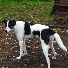 LESLIE, Hund, Mischlingshund in Kreuztal - Bild 1