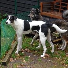 LESLIE, Hund, Mischlingshund in Kreuztal - Bild 2