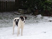 LESLIE, Hund, Mischlingshund in Kreuztal - Bild 24
