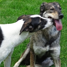 LESLIE, Hund, Mischlingshund in Kreuztal - Bild 3