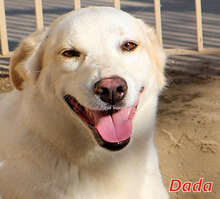 DADA, Hund, Mischlingshund in Italien - Bild 1