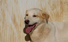 DADA, Hund, Mischlingshund in Italien - Bild 11