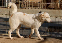 DADA, Hund, Mischlingshund in Italien - Bild 13
