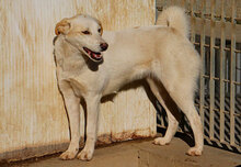 DADA, Hund, Mischlingshund in Italien - Bild 19