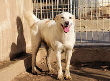 DADA, Hund, Mischlingshund in Italien - Bild 6