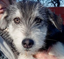 JEREMY, Hund, Mischlingshund in Rumänien - Bild 1