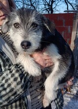 JEREMY, Hund, Mischlingshund in Rumänien - Bild 2