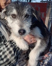 JEREMY, Hund, Mischlingshund in Rumänien - Bild 3