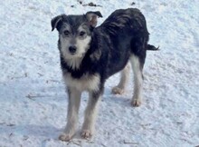 JEREMY, Hund, Mischlingshund in Rumänien - Bild 4