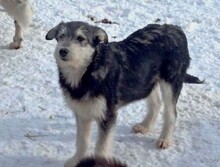 JEREMY, Hund, Mischlingshund in Rumänien - Bild 5