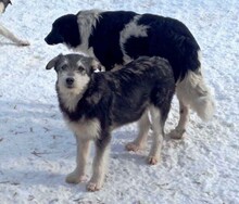 JEREMY, Hund, Mischlingshund in Rumänien - Bild 6