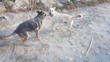 JHONY, Hund, Deutscher Schäferhund-Mix in Spanien - Bild 10