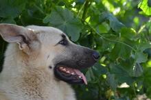 JHONY, Hund, Deutscher Schäferhund-Mix in Spanien - Bild 4