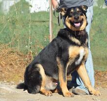 BALDER, Hund, Mischlingshund in Spanien - Bild 1