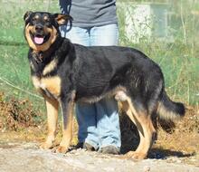 BALDER, Hund, Mischlingshund in Spanien - Bild 2