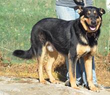 BALDER, Hund, Mischlingshund in Spanien - Bild 3